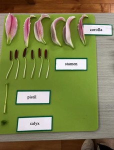 integrazione linguistica - etichette botaniche in inglese